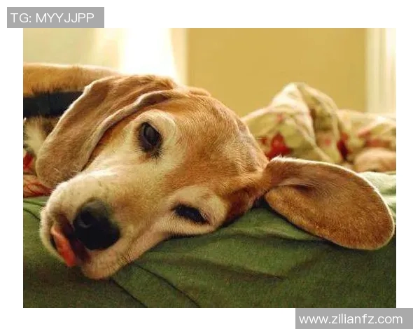 足球明星小奶狗的成长之路与球场上的闪耀瞬间 足球明星小奶狗的成长之路与球场上的闪耀瞬间